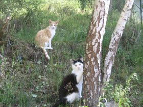 Katzen red.jpg