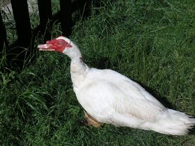 Erpeli red.jpg